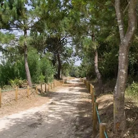 Areia Stayinn * Árvore